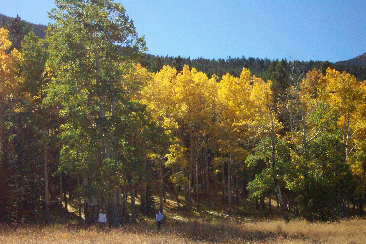 Aspen Groves